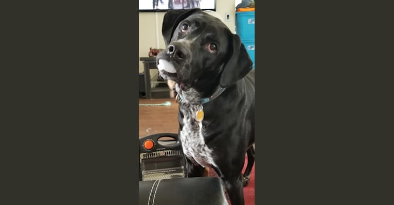 Bodhi, a Labrador Retriever and Boxer mix tested with EmbarkVet.com