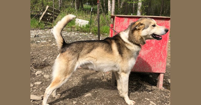 Scout, an Alaskan-type Husky tested with EmbarkVet.com