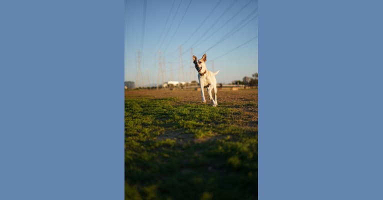 Callie, a Great Pyrenees and German Shepherd Dog mix tested with EmbarkVet.com
