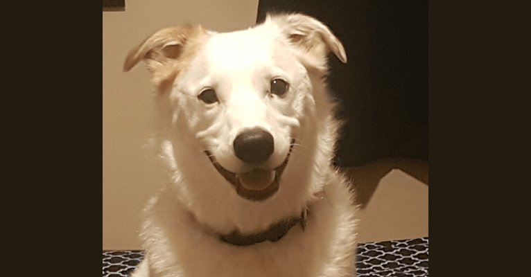 Ouzo, an American Eskimo Dog and Australian Cattle Dog mix tested with EmbarkVet.com