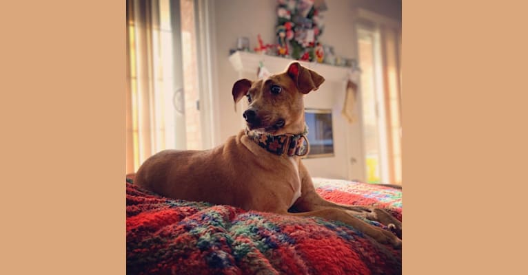 Photo of Arya, an American Pit Bull Terrier, Miniature Pinscher, Beagle, Dachshund, and Mixed mix in Tinley Park, IL, USA
