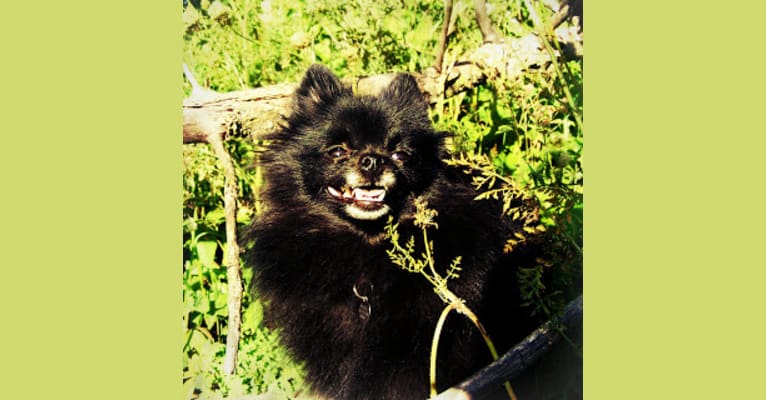 Davina Claire, a Pomeranian tested with EmbarkVet.com