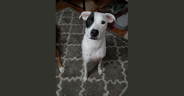 Rebel, a Boxer and American Pit Bull Terrier mix tested with EmbarkVet.com