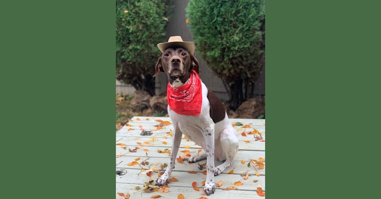 Holly, a German Shorthaired Pointer tested with EmbarkVet.com