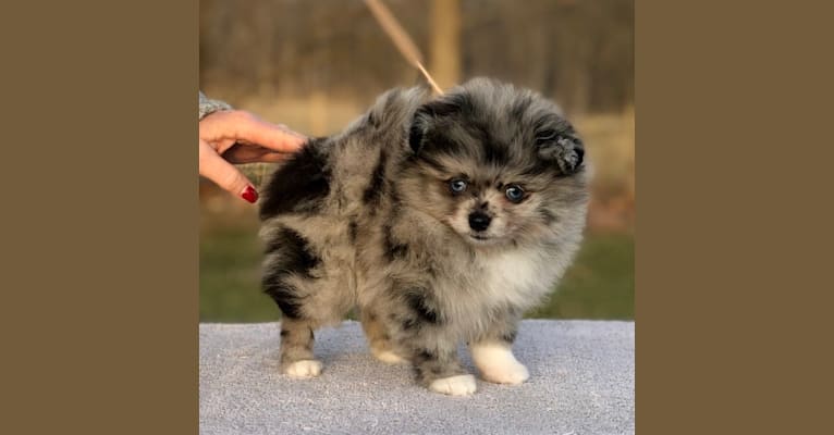 Eliza, a Pomeranian tested with EmbarkVet.com