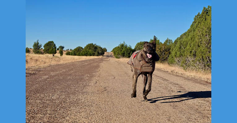 Photo of Dakota, an American Pit Bull Terrier, Siberian Husky, and Rottweiler mix in Bakersfield, California, USA