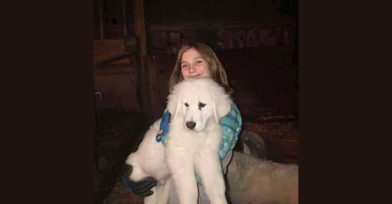 Maremma dog size discount