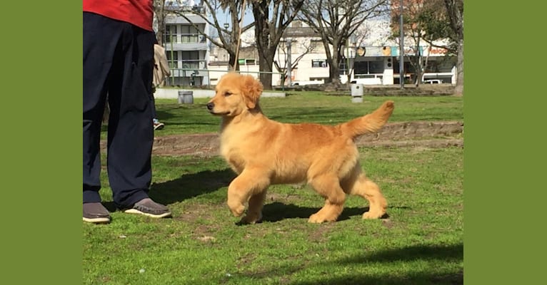 LIBERTY HENNA LISKA, a Golden Retriever tested with EmbarkVet.com