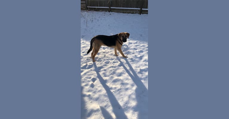 Photo of Oak, a Bloodhound, Mastiff, Australian Cattle Dog, German Shepherd Dog, and Mixed mix in South Dakota, USA