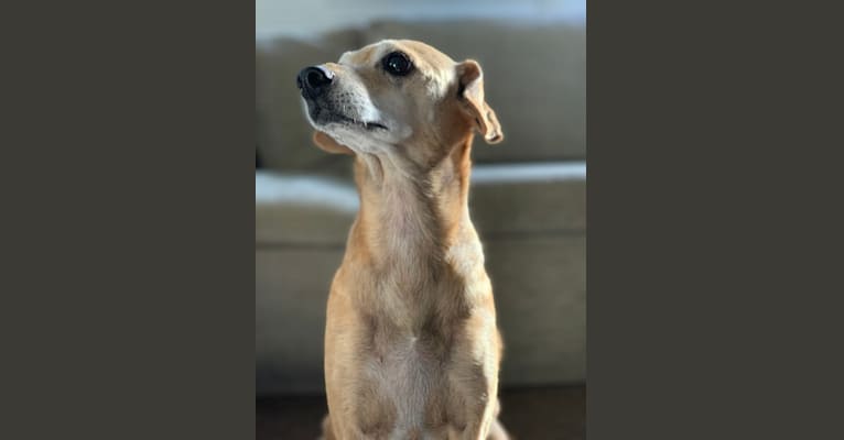 Photo of DD, a Chihuahua, Cocker Spaniel, and Mixed mix in Los Angeles, California, USA