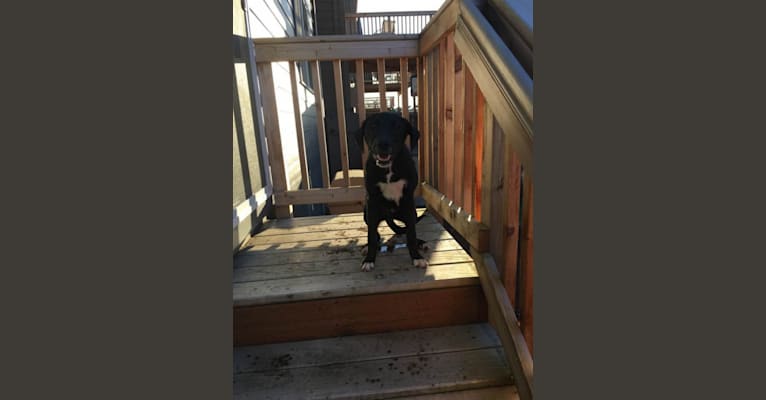 Embark Dog Dna Test Breed