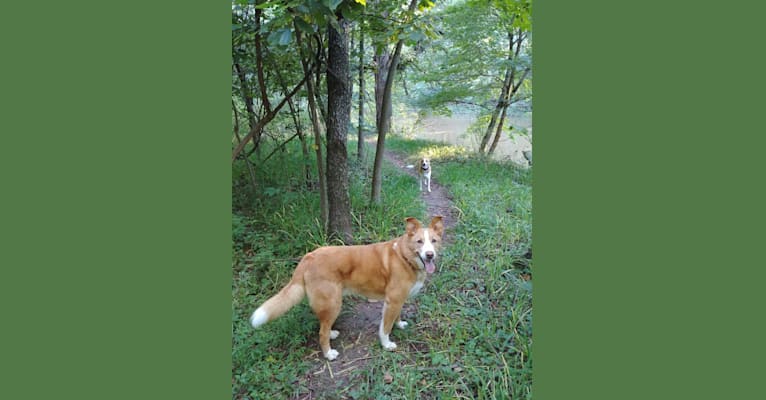 Beasley, a German Shepherd Dog and Labrador Retriever mix tested with EmbarkVet.com