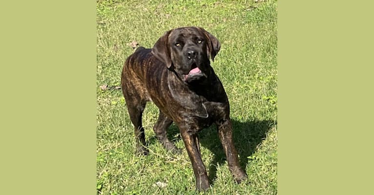 Photo of Pinky, a Cane Corso  in MTZ Cane Corso, Sunset Lane, Mission, TX, USA