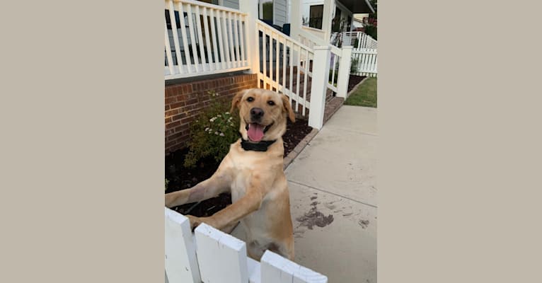 Photo of Sophie, a Goldador  in Lancaster, PA, USA