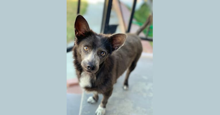 Photo of Josie, a Pomeranian, Chihuahua, Poodle (Small), American Eskimo Dog, and Mixed mix in Norwalk, California, USA