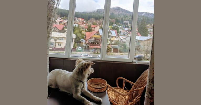 Lizzy (Eliza/Elizabeth), an Eastern European Village Dog and Pekingese mix tested with EmbarkVet.com