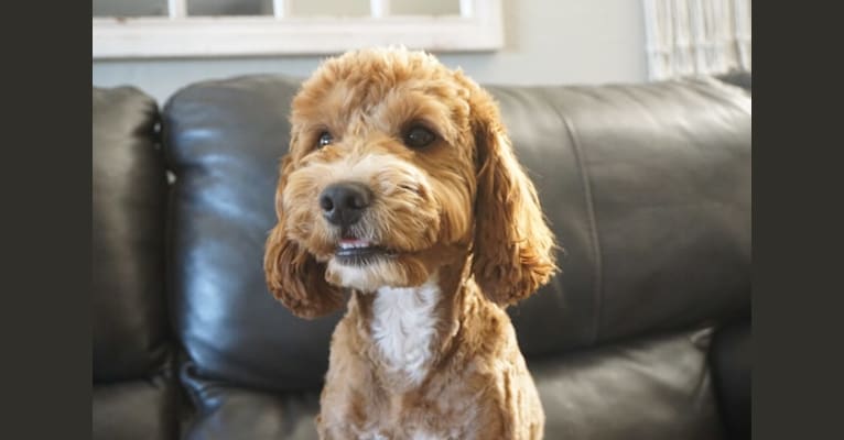 Teddy, a Goldendoodle tested with EmbarkVet.com