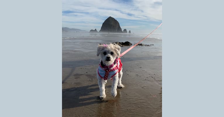 Photo of Lucy, a Yorkshire Terrier, Pomeranian, Lhasa Apso, and Mixed mix in Portland, Oregon, USA