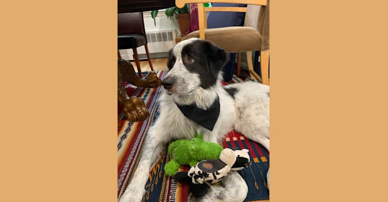 Frankie Ocean, a Great Pyrenees and Maremma Sheepdog mix tested with EmbarkVet.com