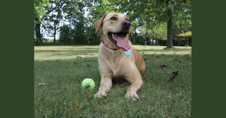 Photo of Sadie, a Labrador Retriever and American Bulldog mix in Lansing, Michigan, USA