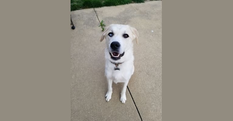 Blue, a Great Pyrenees and Anatolian Shepherd Dog mix tested with EmbarkVet.com