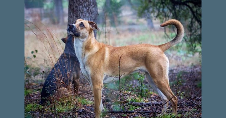 Atlas, a German Shepherd Dog and Bulldog mix tested with EmbarkVet.com