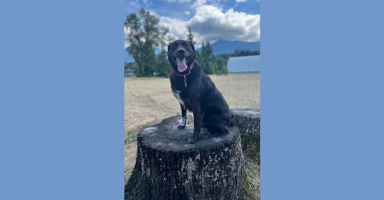 Guinness, a Labrador Retriever and Australian Cattle Dog mix tested with EmbarkVet.com