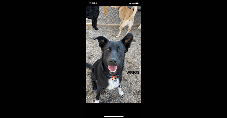 Wrigley, a Labrador Retriever and Australian Cattle Dog mix tested with EmbarkVet.com