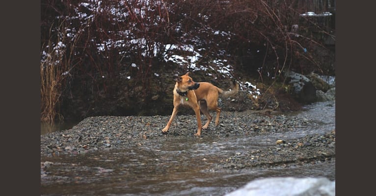 Ducky, a German Shepherd Dog and Rottweiler mix tested with EmbarkVet.com