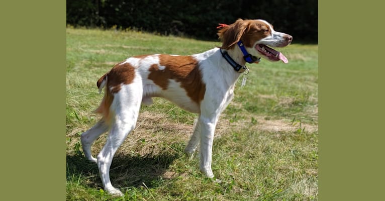 Oliver, a Brittany tested with EmbarkVet.com