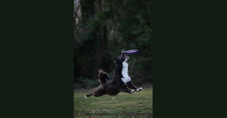 Jane, an English Shepherd tested with EmbarkVet.com