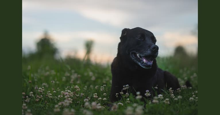 Photo of Max, a Boxer, American Pit Bull Terrier, Chow Chow, and Mixed mix in Ohio, USA