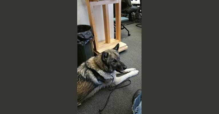 Fenris a dog tested with EmbarkVet.com