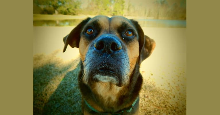 Kruger, a Boxer and Labrador Retriever mix tested with EmbarkVet.com