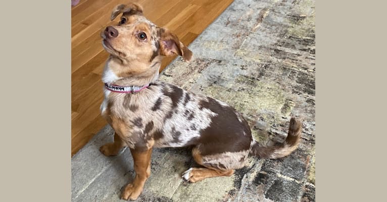 Mokie, a Dachshund and Russell-type Terrier mix tested with EmbarkVet.com