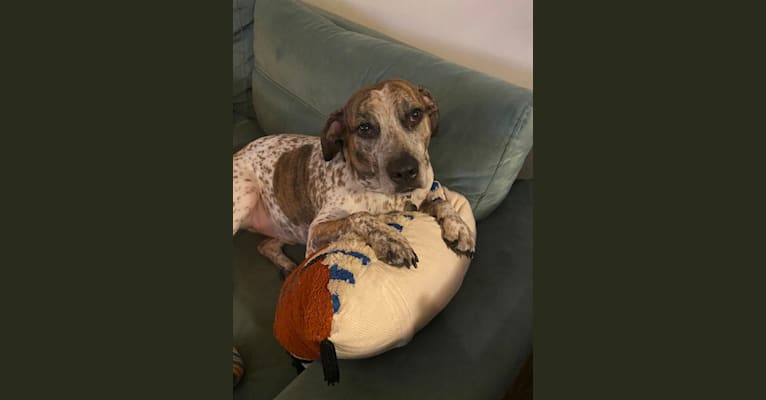 Calhoun hotsell hound dog