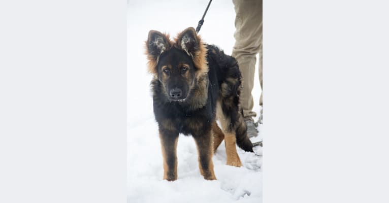 Photo of Xenavi, a German Shepherd Dog  in Warsaw, Poland
