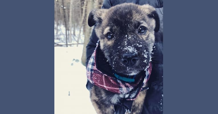Kona, a Siberian Husky and German Shepherd Dog mix tested with EmbarkVet.com