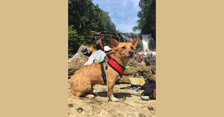Photo of Dewey Duncan, a Chihuahua, Russell-type Terrier, American Pit Bull Terrier, Miniature Schnauzer, Pekingese, and Mixed mix in St. Thomas, U.S. Virgin Islands