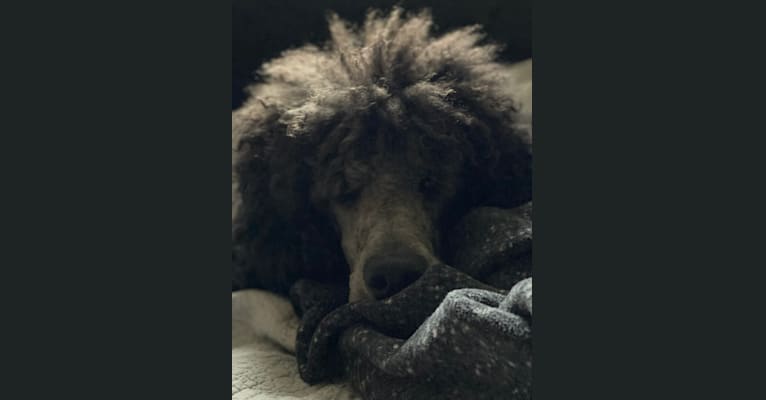 Photo of Leo, a Poodle (Standard)  in Burnaby, British Columbia, Canada