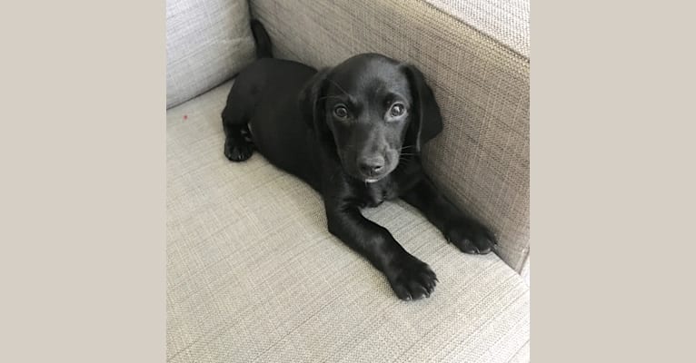 Cosmo, a Labrador Retriever and Dachshund mix tested with EmbarkVet.com