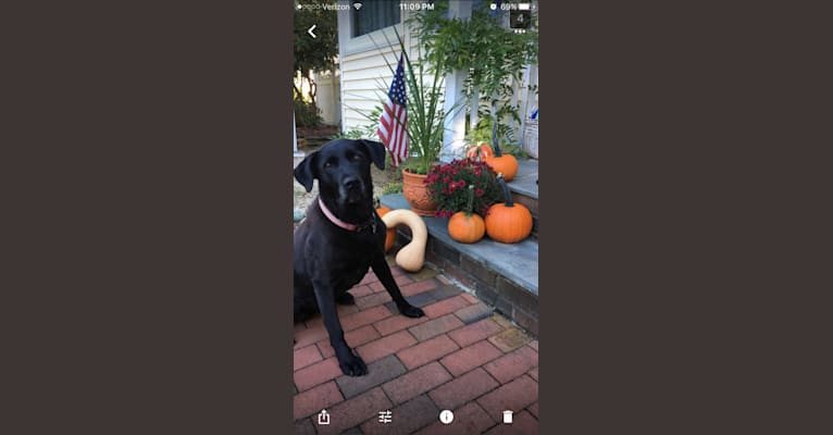 Maddie, a Labrador Retriever and Pointer mix tested with EmbarkVet.com