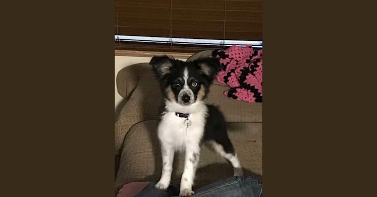 Mini aussie papillon hotsell mix