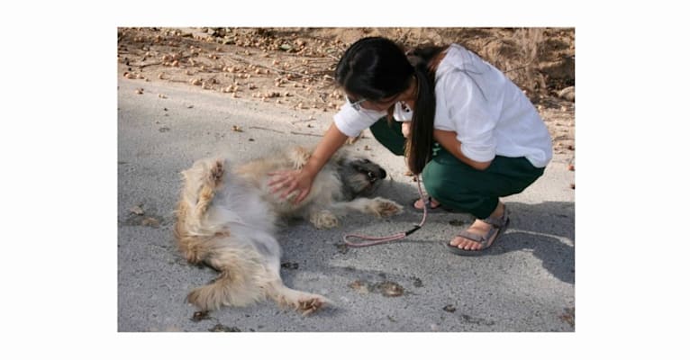 Charybdis, an Arabian Village Dog tested with EmbarkVet.com