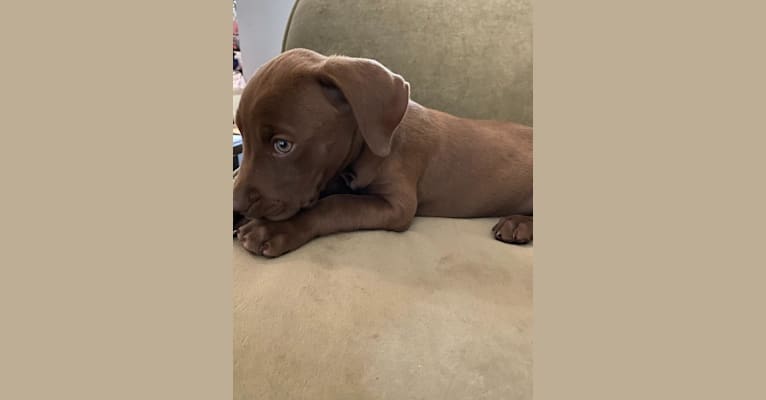 Kingston, a Weimaraner and Labrador Retriever mix tested with EmbarkVet.com