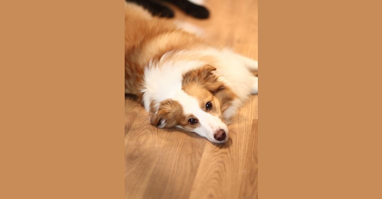 Bailey, a Collie and Shetland Sheepdog mix tested with EmbarkVet.com