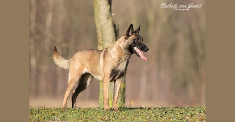 Sally, a Belgian Shepherd tested with EmbarkVet.com