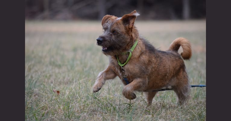 NASH, a Chihuahua and Boxer mix tested with EmbarkVet.com
