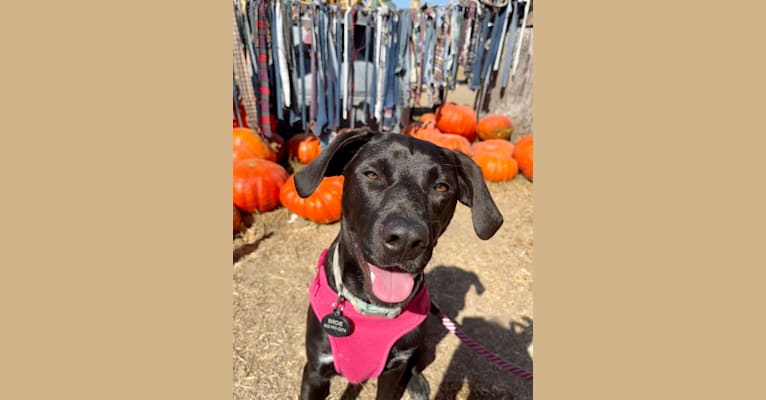 Birdie, a Labrador Retriever and Chinese Shar-Pei mix tested with EmbarkVet.com