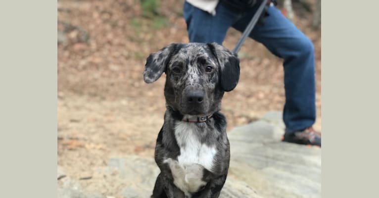 Chance, an Australian Cattle Dog and Pointer mix tested with EmbarkVet.com